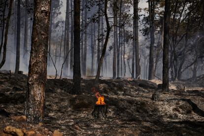 Imagen de los daños del incendio forestal en Sigües (Navarra)