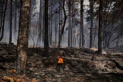 Zona quemada por el incendio forestal declarado en Sigüés (Zaragoza).