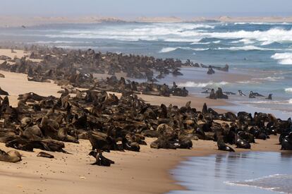 Una colonia de focas en la costa de los Esqueletos, en Namibia.