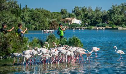 Visitantes rodeados de flamencos en la Reserva Ornitológica de Pont de Gau, en la Camarga francesa.