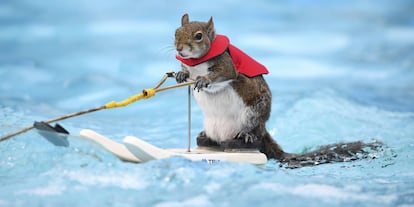 Twiggy, the water-skiing squirrel, performs outside U.S. Bank Stadium as part of X Fest in Minneapolis, Thursday, July 19, 2018. The squirrel, the 7th in a line of Twiggies going back to the late 1970s, is on a farewell tour due to the retirement of its owner, Lou Ann Best. She started performing with water-skiing squirrels with her husband, Chuck Best, who died in a downing accident in 1997. Lou Ann spends a substantial part of her performance educating spectators about water safety. (Aaron Lavinsky/Star Tribune via AP)