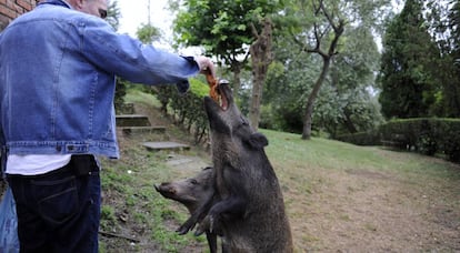Un vecino alimenta el pasado jueves a un jabal&iacute; hembra en Oviedo.