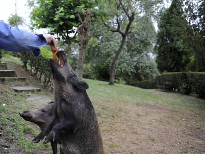 A resident of Oviedo feeding a wild boar on Thursday.