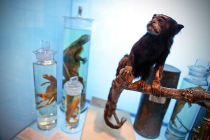 Un mono aullador rojo disecado, en la exposición Tesoros del Amazonas.