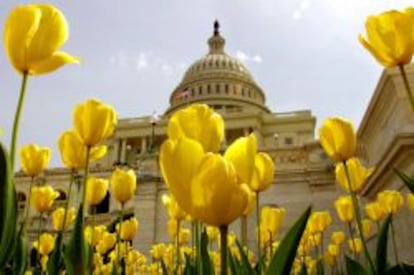 Tulipanes frente al Capitolio de Washington