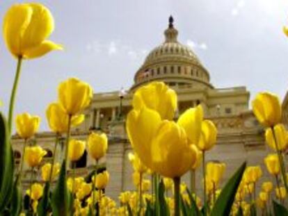 Tulipanes frente al Capitolio de Washington