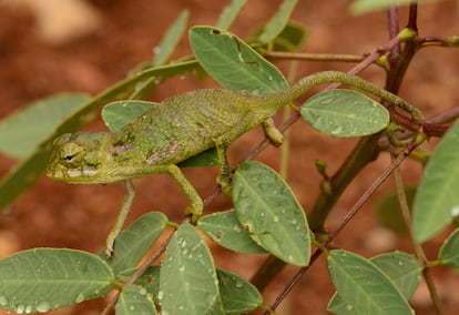 Camaleón de Socotran ('Chamaeleo monachus').