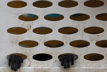 El bloqueo israelí del enclave y la frontera cerrada de Egipto han asfixiado la economía, con lo que es cada vez más difícil para los habitantes de Gaza encontrar el dinero para el ocio. En la imagen, las manos de uno de los monos evacuados del zoo de Khan Younis (Gaza) asoman en una de las jaulas que han sido transportadas hacia Israel.