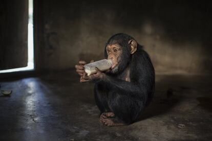 En la imagen, Hawa bebe de un biberón con un sustituto de la leche, tras su paseo matinal por el Centro de Conservación de Chimpancés.