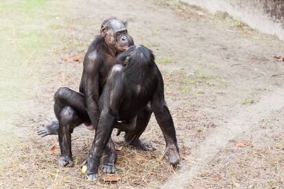 Bonobos durante una relación sexual.