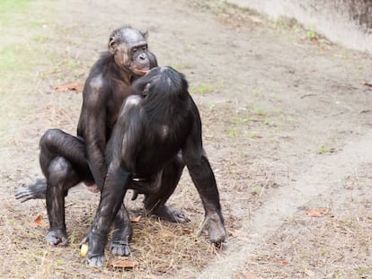 Bonobos durante una relación sexual.