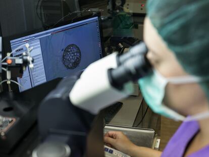 Una bióloga observa un embrión (visible en la pantalla trasera) por el microscopio en el laboratorio.