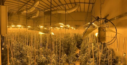 Plantaciones 'indoor' de marihuana en Cataluña.