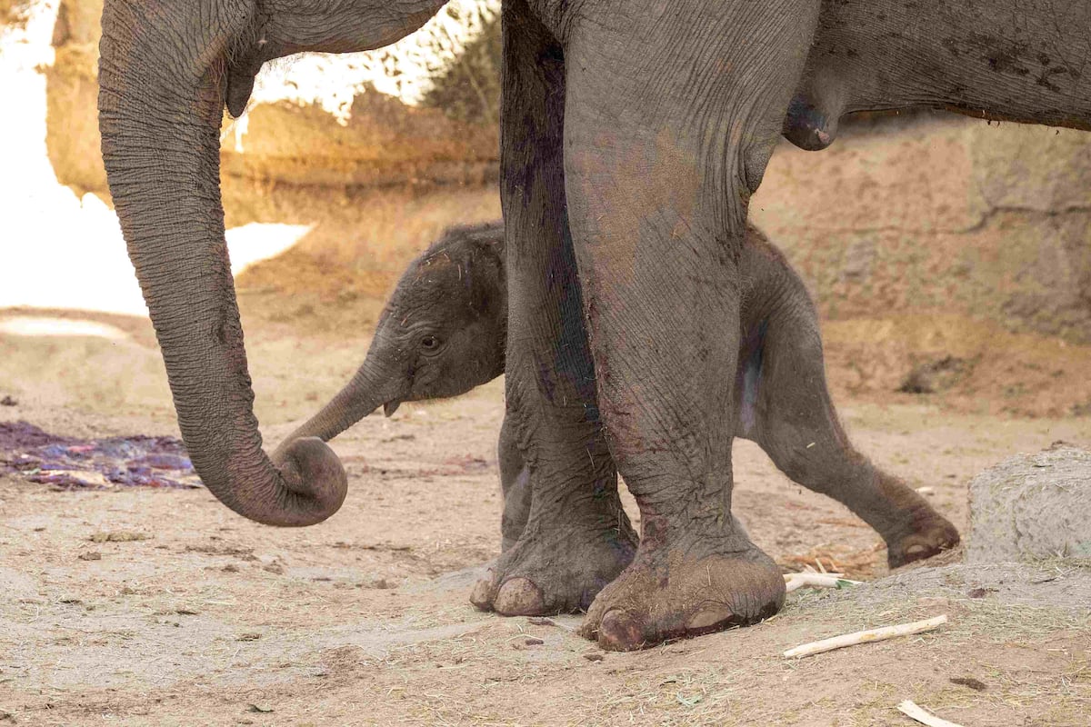 Nace un elefante de Sumatra en el Zoo de Madrid, una subespe