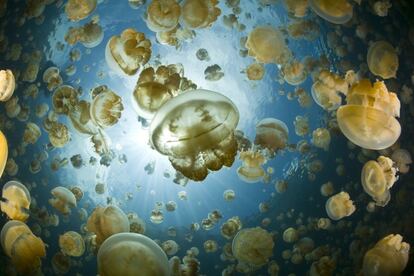 Un banco de medusas en las islas Palaos (Micronesia).