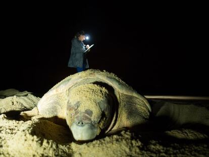 La llegada del vertido a la desembocadura del rio Dulce amenaza el período de desove nocturno de tortugas marinas en peligro de extinción.
