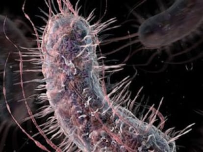 Una mujer en EE UU sufre una infección de orina con una versión de la bacteria  Escherichia Coli  resistente al tratamiento con colistina, un antibiótico de último recurso para esos casos