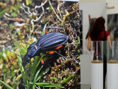 La exposición <i>Bichos made in Spain,</i> en el Centro de Medio Ambiente NaTuria, en Valencia.
