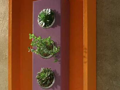 Plantas enmarcadas en la pared