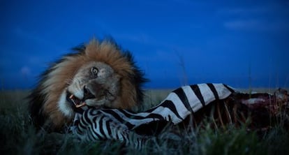 Nichols se encontró con esta escena durante la elaboración del reportaje 'La corta y feliz vida de un león en el Serengueti' publicado en agosto por National Geographic Magazine.