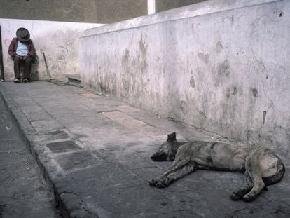 W. C. Williams dedica poemas al perro callejero que sufre.