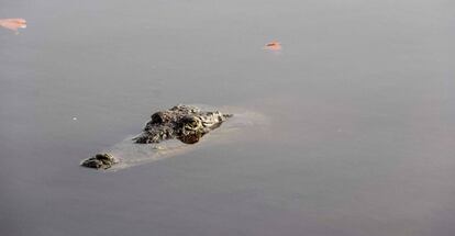 Un cocodrilo en el manglar Tajamar de Cancún.