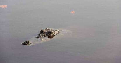 Un cocodrilo en el manglar Tajamar de Cancún.