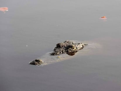 Un cocodrilo en el manglar Tajamar de Cancún.