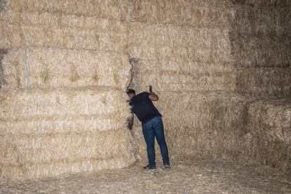 Moussa, empleado de los hermanos Izquierdo, revisando entre los bloques de paja si hay gallinas escondidas.
