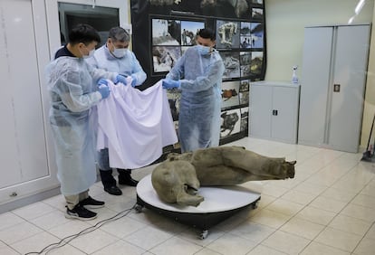 Tres científicos descubrieron el cadáver de la cría de mamut este lunes, en el Museo del Mamut, en Yakutsk (Rusia).