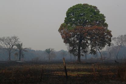 Árvore parcialmente queimada no Pantanal, em Poconé, no Mato Grosso.