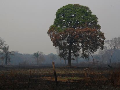 Árvore parcialmente queimada no Pantanal, em Poconé, no Mato Grosso.