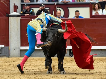 Momento en que el tercer toro hiere a Ginés Marín en el muslo derecho.