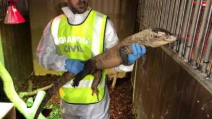 The Komodo dragon found at a property in Cornellà de Llobregat.