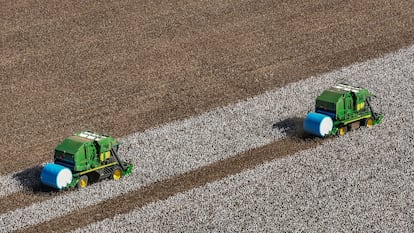 Campos de algodón en el Estado de Bahía, en el este de Brasil.