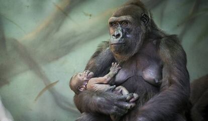 La gorila Kira con su bebé en el zoo de Moscú (Rusia). El bebé, nacido el 22 de julio, ya está viviendo con su madre y otros gorilas.