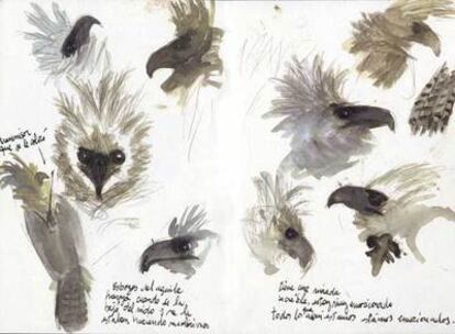 Esbozos del águila harpía incluidos en el cuaderno de viajes sobre Ecuador del ilustrador Gusti.