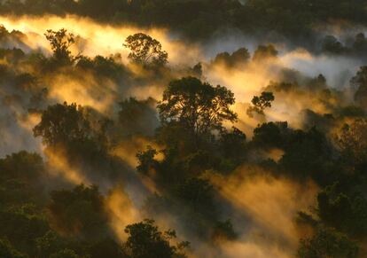 La selva amazónica superó su máxima capacidad de retirar CO2 de la atmósfera en los años 90.