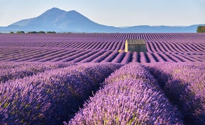 Campos de lavanda en Valensole, en la Alta Provenza.