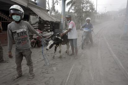 Los aldeanos recogen su ganado despus de una erupcin del Monte Kelud, en Malang.