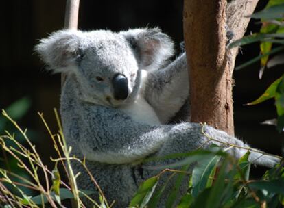 Imagen de un koala