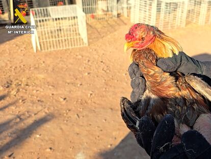 Uno de los gallos de pelea requisados en Bétera (Valencia) por la Guardia Civil.