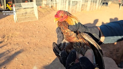 Uno de los gallos de pelea requisados en Bétera (Valencia) por la Guardia Civil.