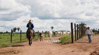 Un vaquero que trabaja para Carlos Augusta lleva el ganado a los pastos.