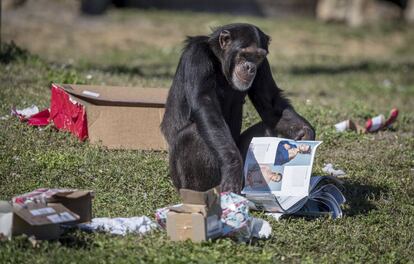 Un chimpacé inspecciona su regalo de Navidad en el Safari Lion Country de Loxahatchee, Florida (EE.UU). 