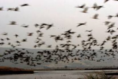 Los mamíferos, aves y animales anfibios ya han comenzado a trasladarse hacia el norte y el sur en las Américas como respuesta al calentamiento global, indicó la investigación encabezada por científicos de la Universidad de Washington. EFE/Archivo