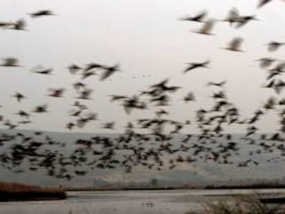 Los mamíferos, aves y animales anfibios ya han comenzado a trasladarse hacia el norte y el sur en las Américas como respuesta al calentamiento global, indicó la investigación encabezada por científicos de la Universidad de Washington. EFE/Archivo