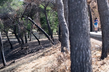Restos del incendio que se ha producido en el pinar del parque de la Virgen Blanca este verano.