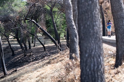 Restos del incendio que se ha producido en el pinar del parque de la Virgen Blanca este verano. 