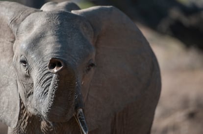 Un elefante en el parque nacional de Luangwa sur, en el este de Zambia.